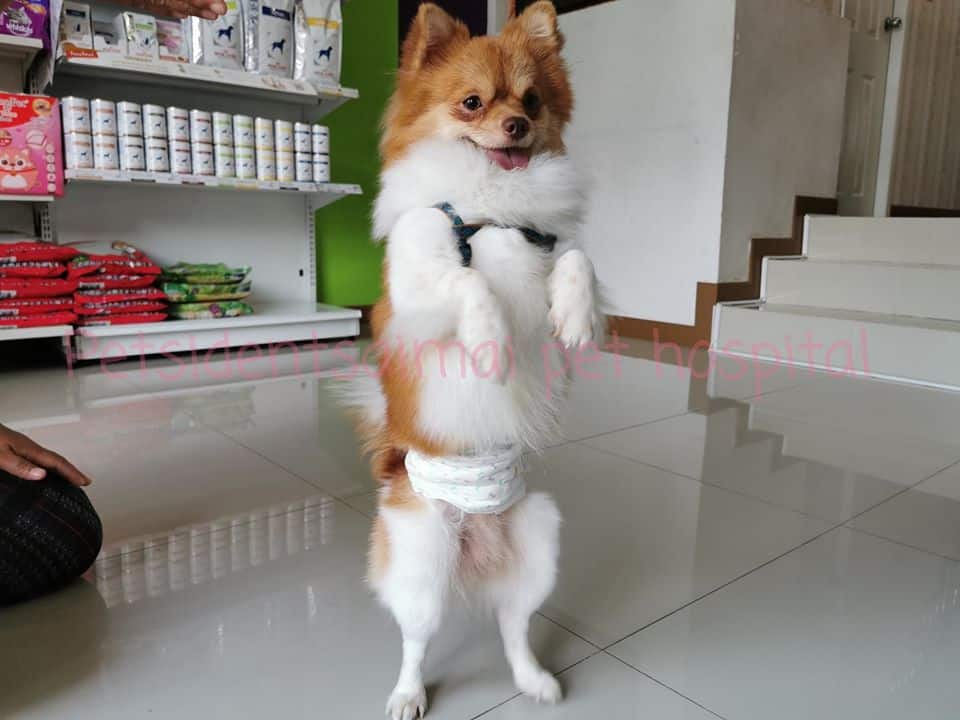 Petsident Saimai (โรงพยาบาลสัตว์เพ็ทซิเดนท์สายไหม) 7