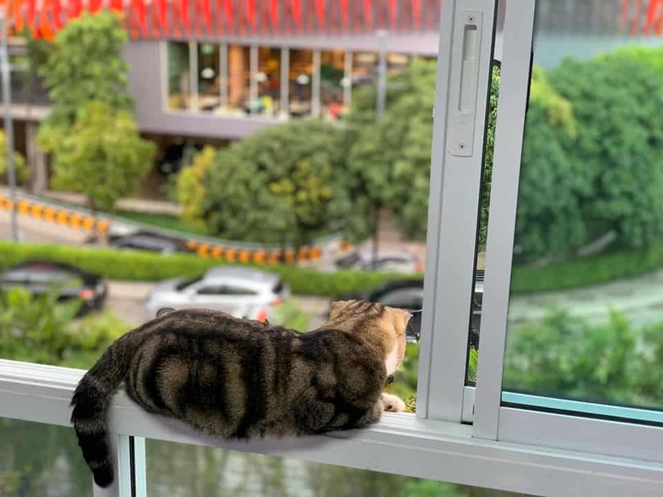 Mettakorn Animal Hospital (โรงพยาบาลสัตว์เมตตากรณ์) 6