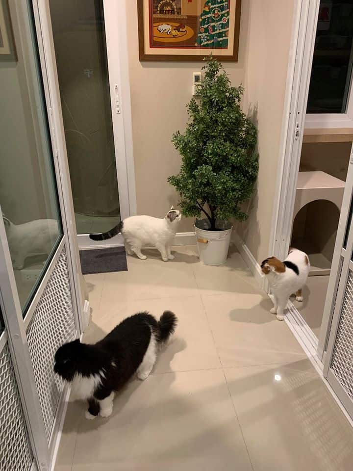 Neko Luxury Cat Hotel (นวลจันทร์) 3