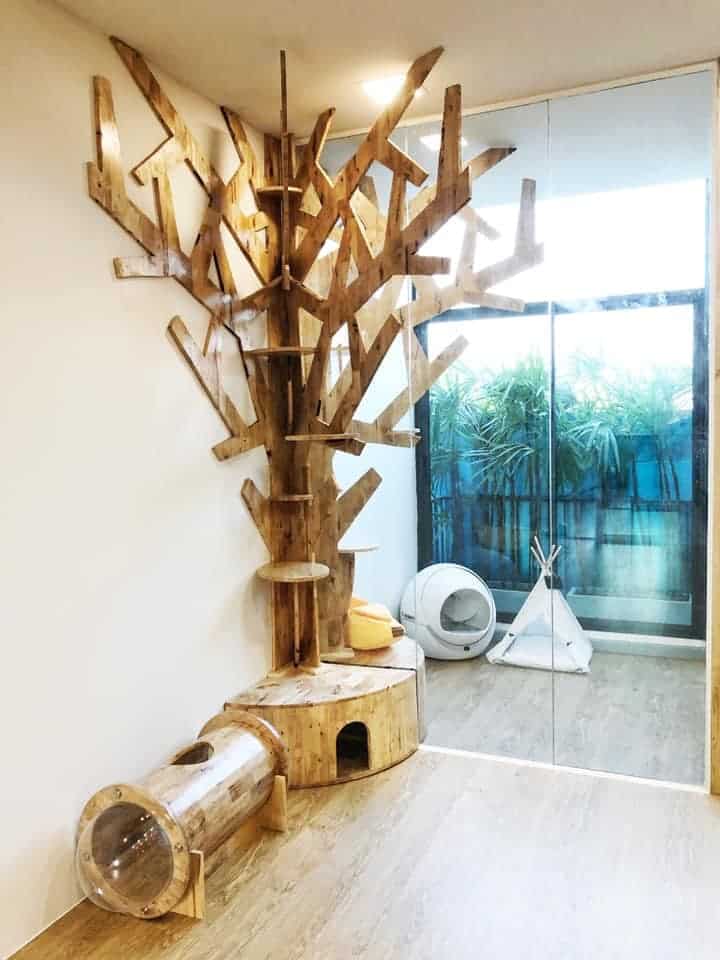 Caterium Cat Hotel (โรงแรมแมว แคทเทอเรียม) 2