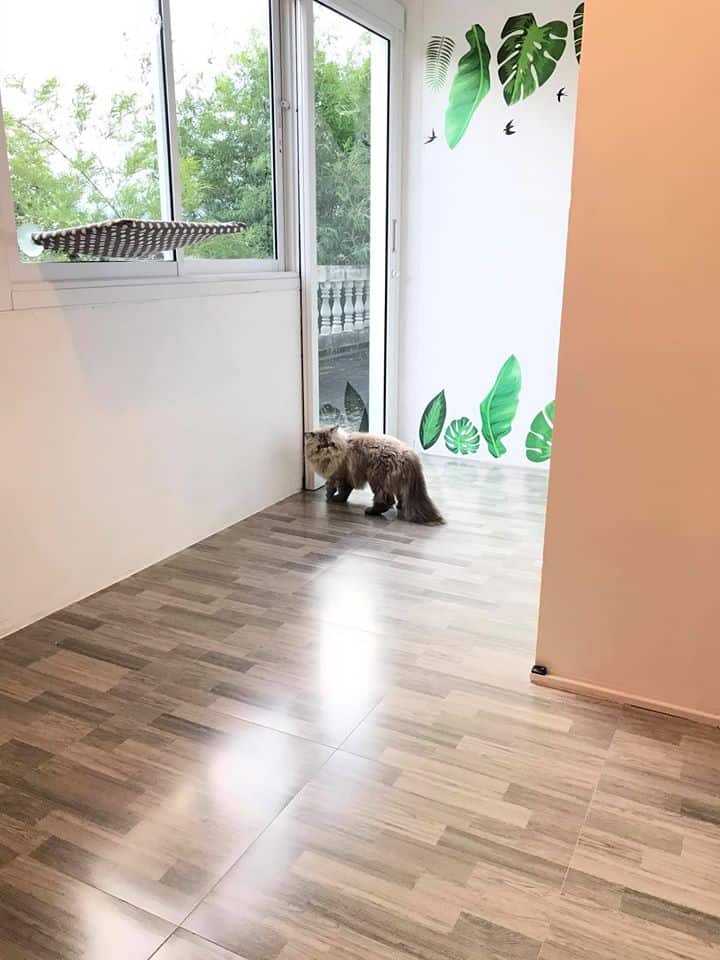 Cat Keeper Hotel (บางแค) 1