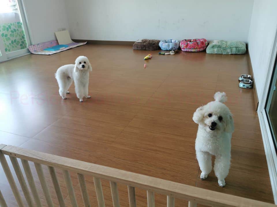 Petsident Saimai (โรงพยาบาลสัตว์เพ็ทซิเดนท์สายไหม) 8