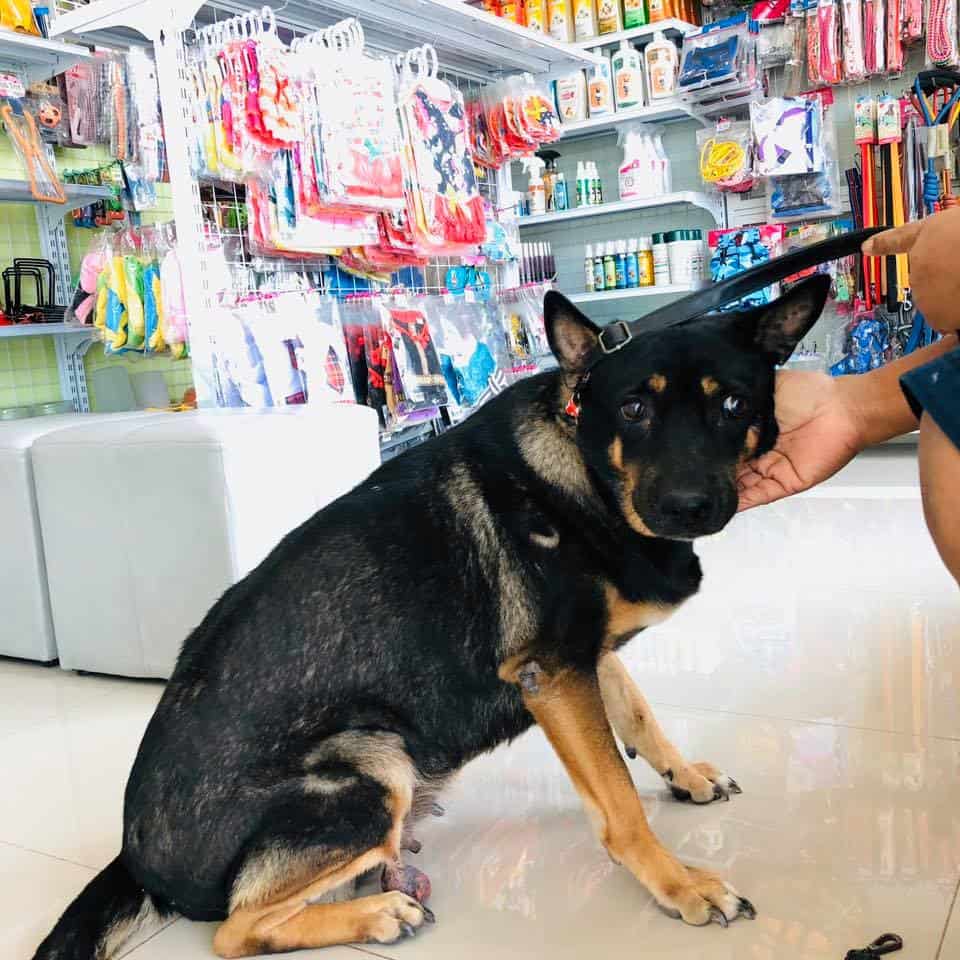 Thegarden Pet Clinic (คลินิกรักษาสัตว์ เดอะการ์เด้น) 5