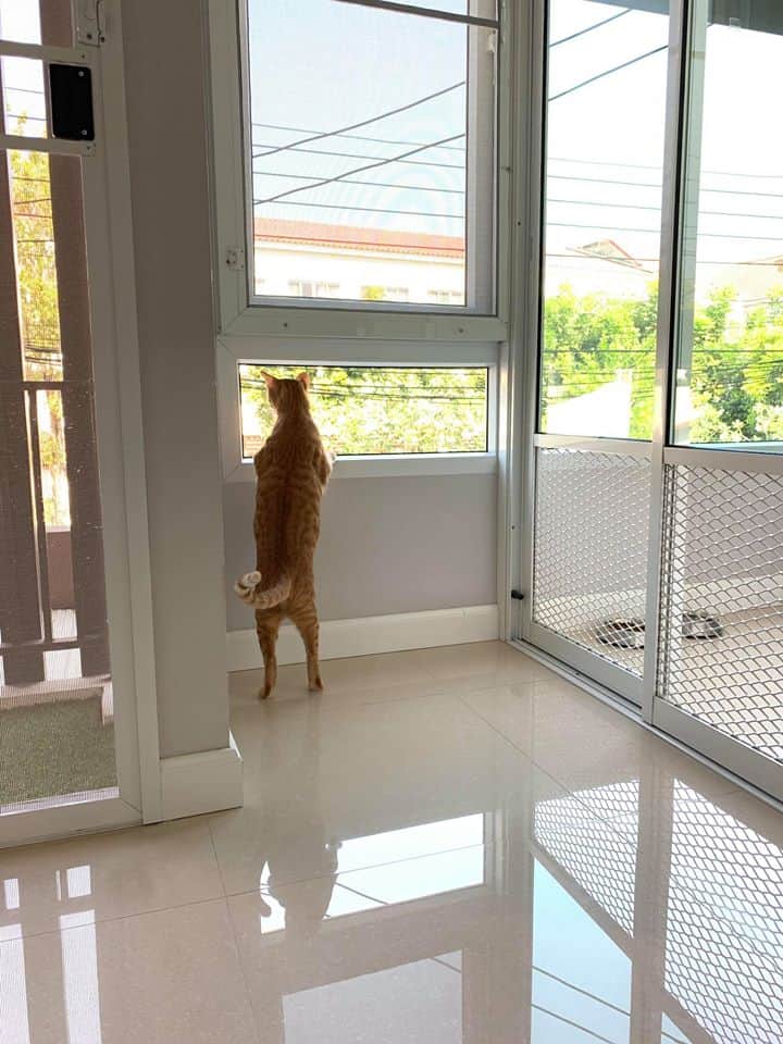 Neko Luxury Cat Hotel (นวลจันทร์) 5