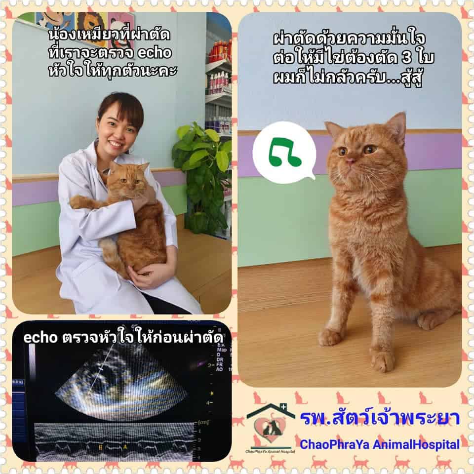 โรงพยาบาลสัตว์เจ้าพระยา Chaophraya Pet Hospital 2