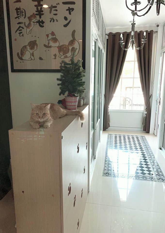Neko Luxury Cat Hotel (นวลจันทร์) 6