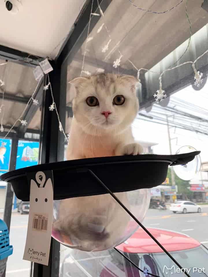 Merry Pet (เมอร์รี่เพ็ท) 3