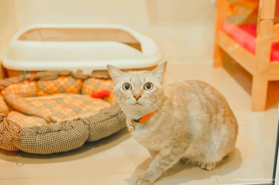 Prempoon Pet Hoapital (โรงพยาบาลสัตว์เพิ่มพูนรักษาสัตว์) 9