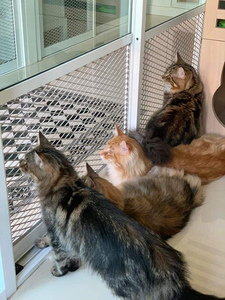 Neko Luxury Cat Hotel (นวลจันทร์) 7