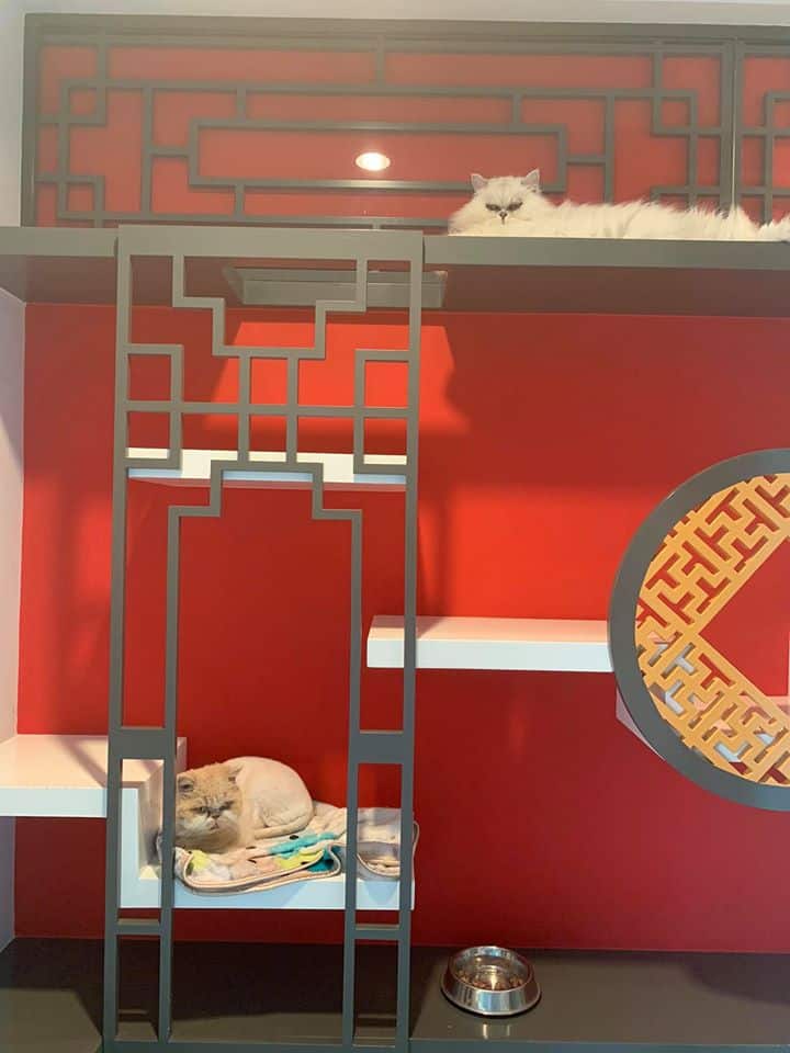 Neko Luxury Cat Hotel (นวลจันทร์) 8