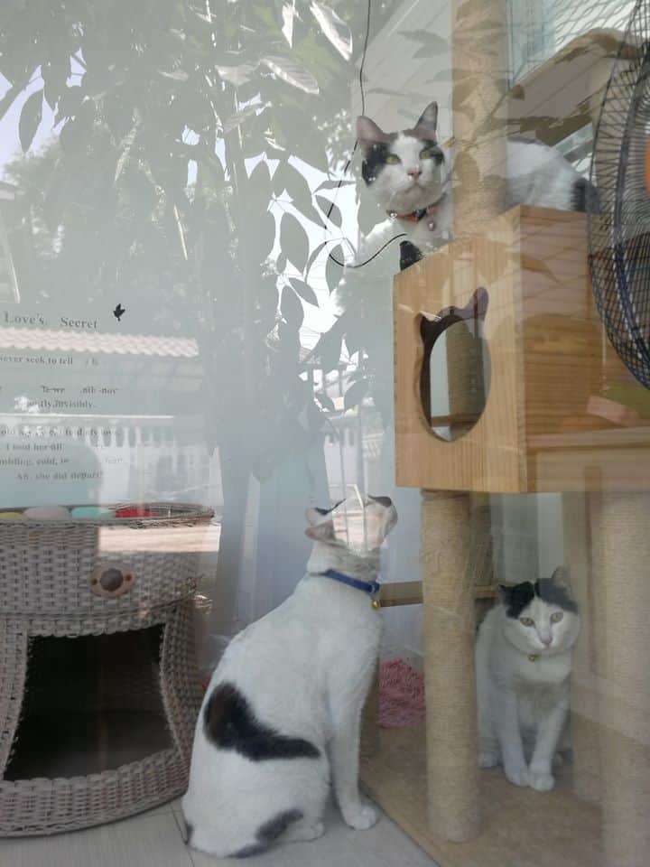 JoYu Cat Hotel (โรงแรมแมวโจยุ) 2