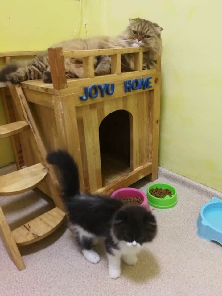 JoYu Cat Hotel (โรงแรมแมวโจยุ) 3
