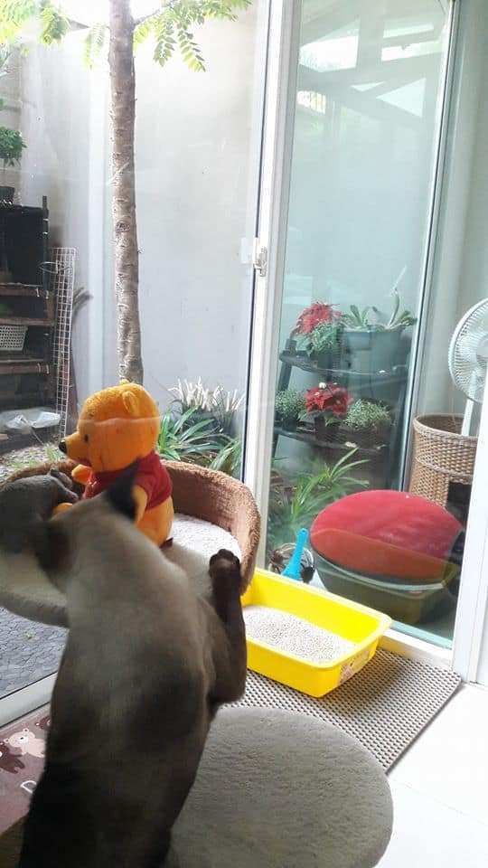 Cat-inn (พัฒนาการ 38) 2