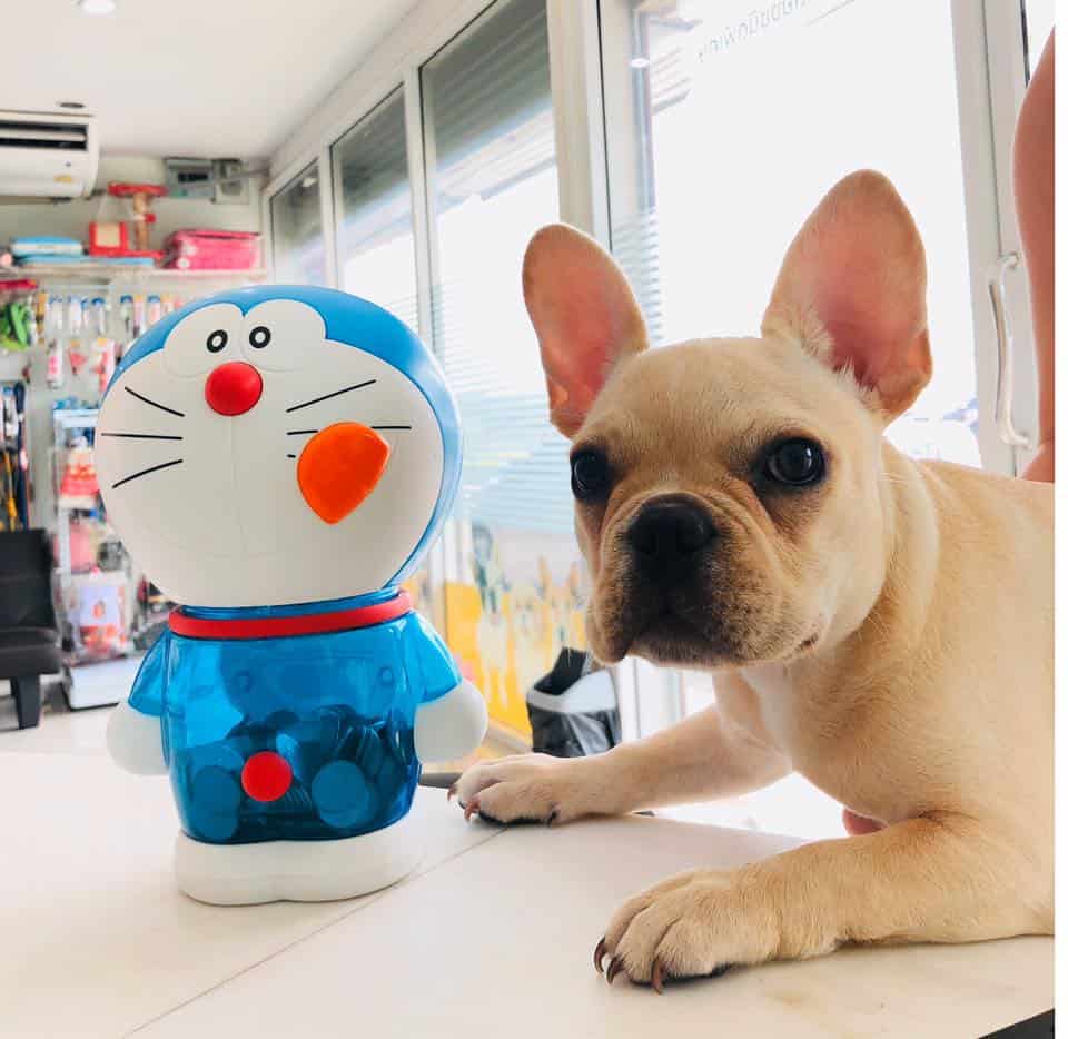 Thegarden Pet Clinic (คลินิกรักษาสัตว์ เดอะการ์เด้น) 7