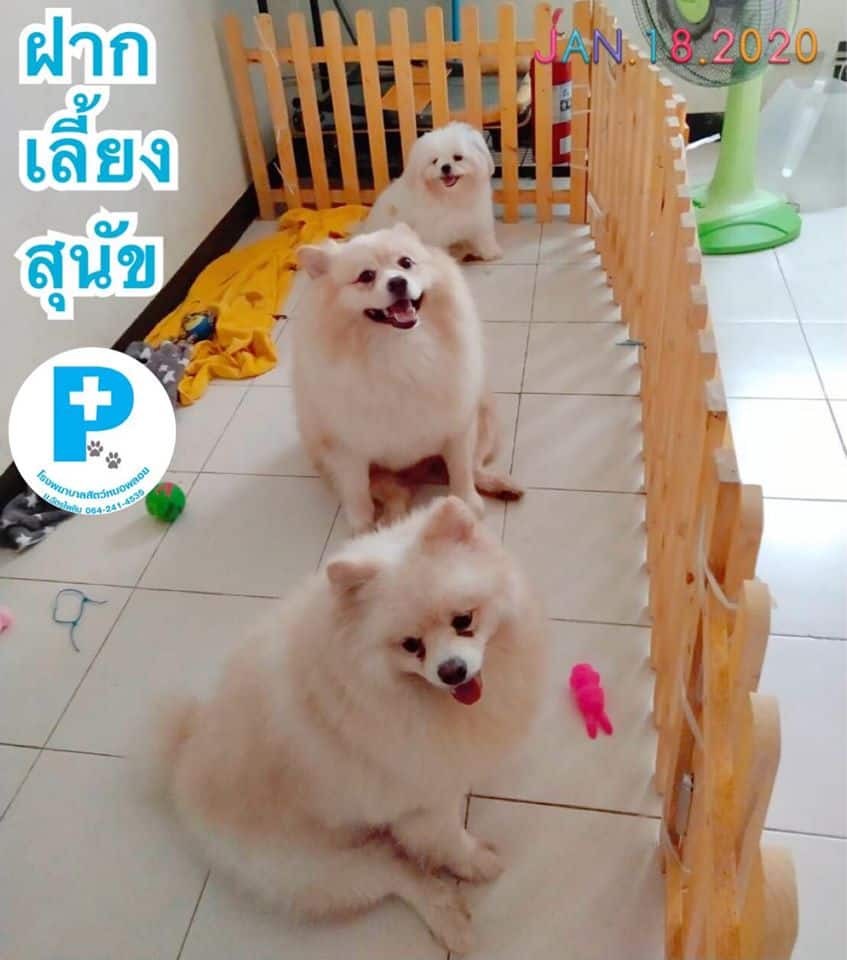 Ploy Vet (โรงพยาบาลสัตว์หมอพลอย ม.ฉัตรไพลิน) 1
