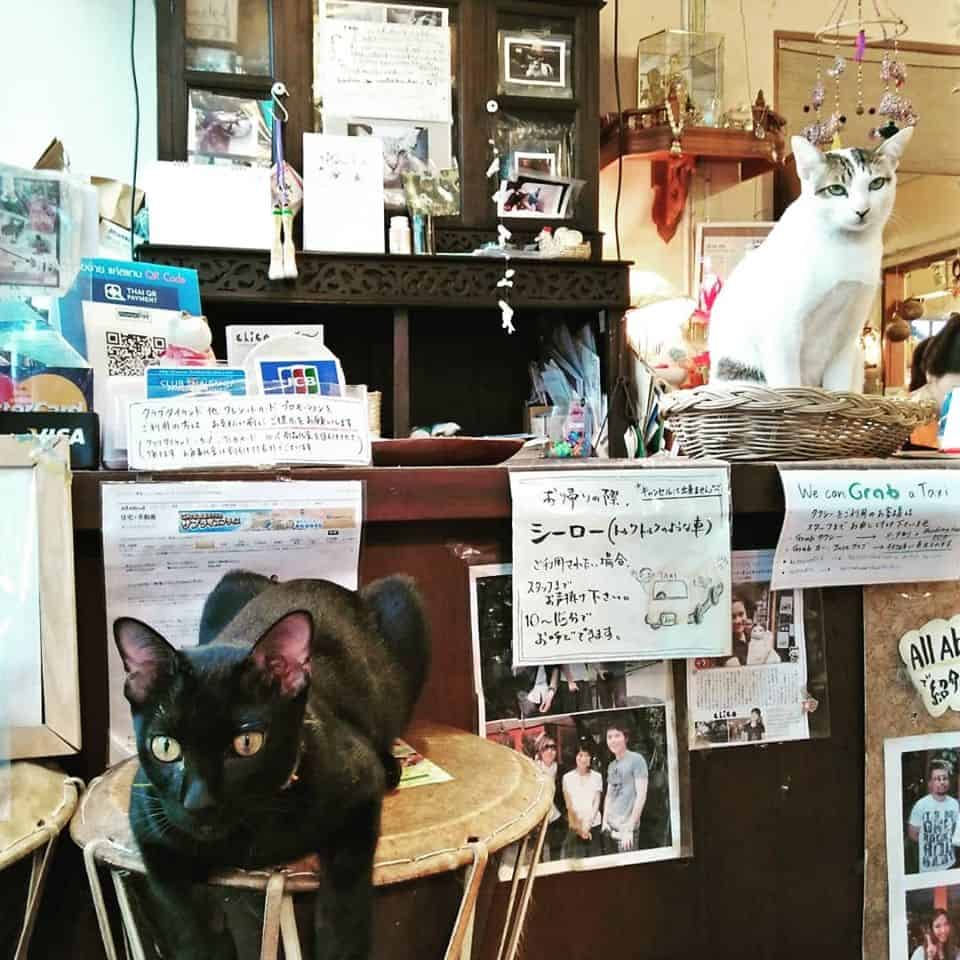 Chico Design Bangkok (Cat Cafe) 9