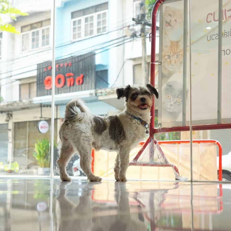 Cat & Dog Hoteru (รามคำแหง124) 2