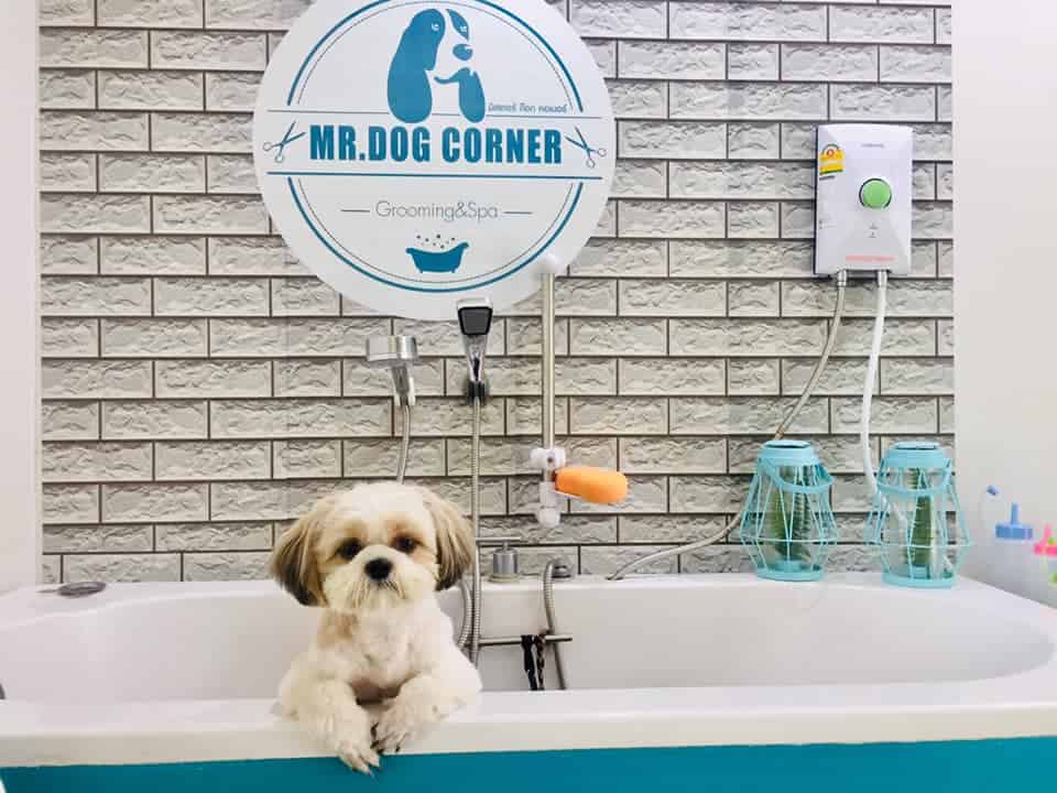 MR. DOG Corner Grooming & Spa (ปทุมธานี) 2