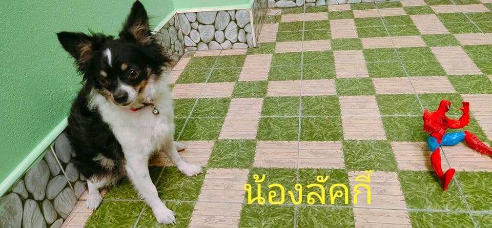 Gaga Pet Salon (ลาดกระบัง) 4