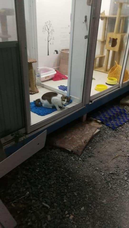 JoYu Cat Hotel (โรงแรมแมวโจยุ) 4