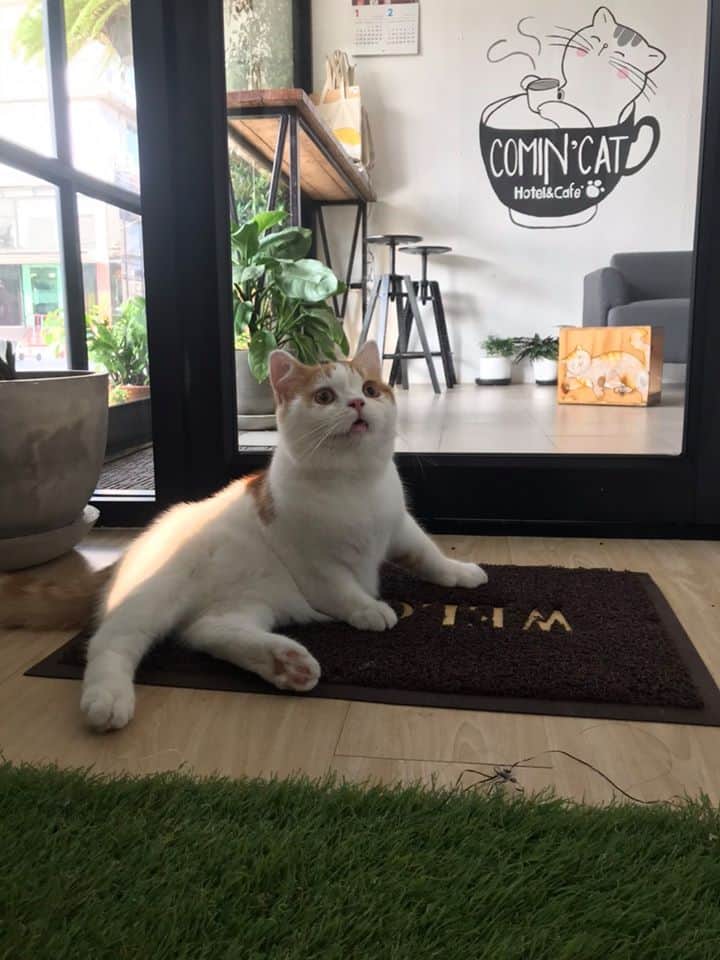 Comin Cat Hotel & Cafe 9