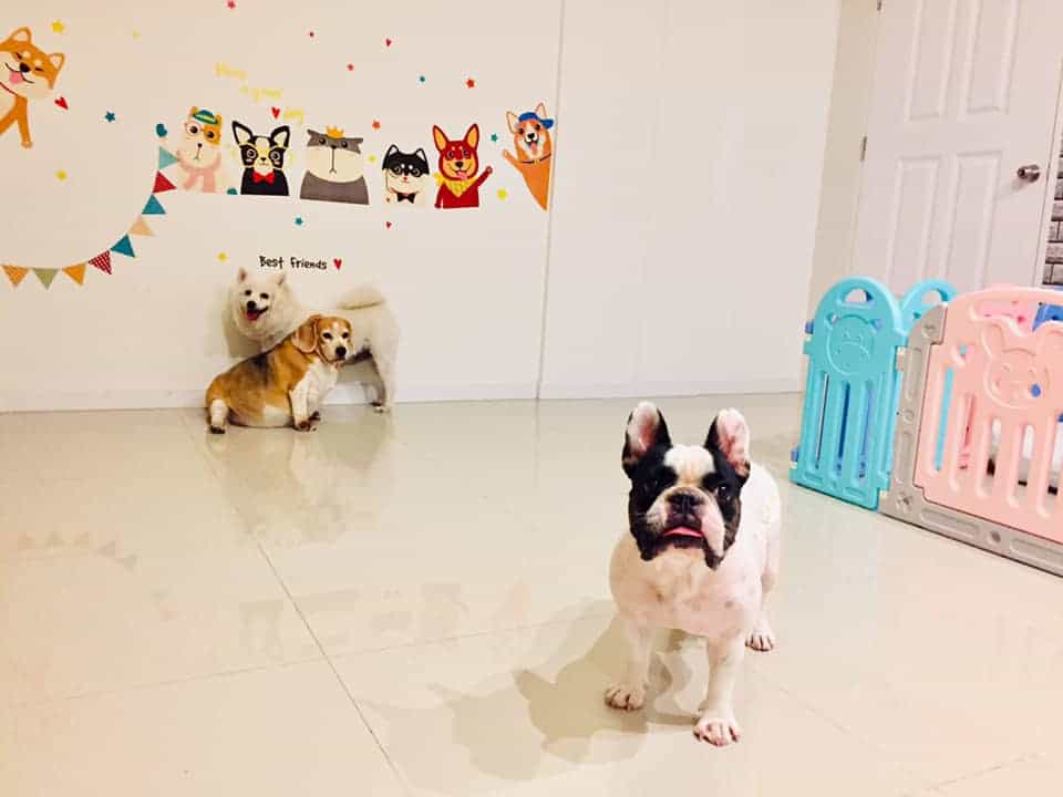 MR. DOG Corner Grooming & Spa (ปทุมธานี) 3