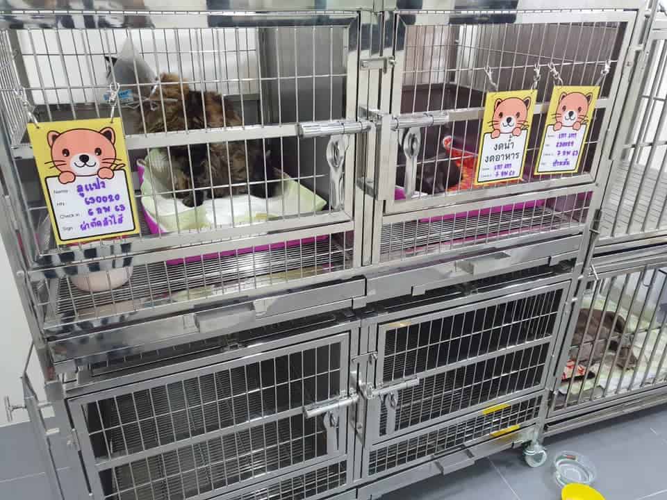 Ban Mor Ant Pet Hospital (โรงพยาบาลสัตว์บ้านหมอแอ๊นท์) 5