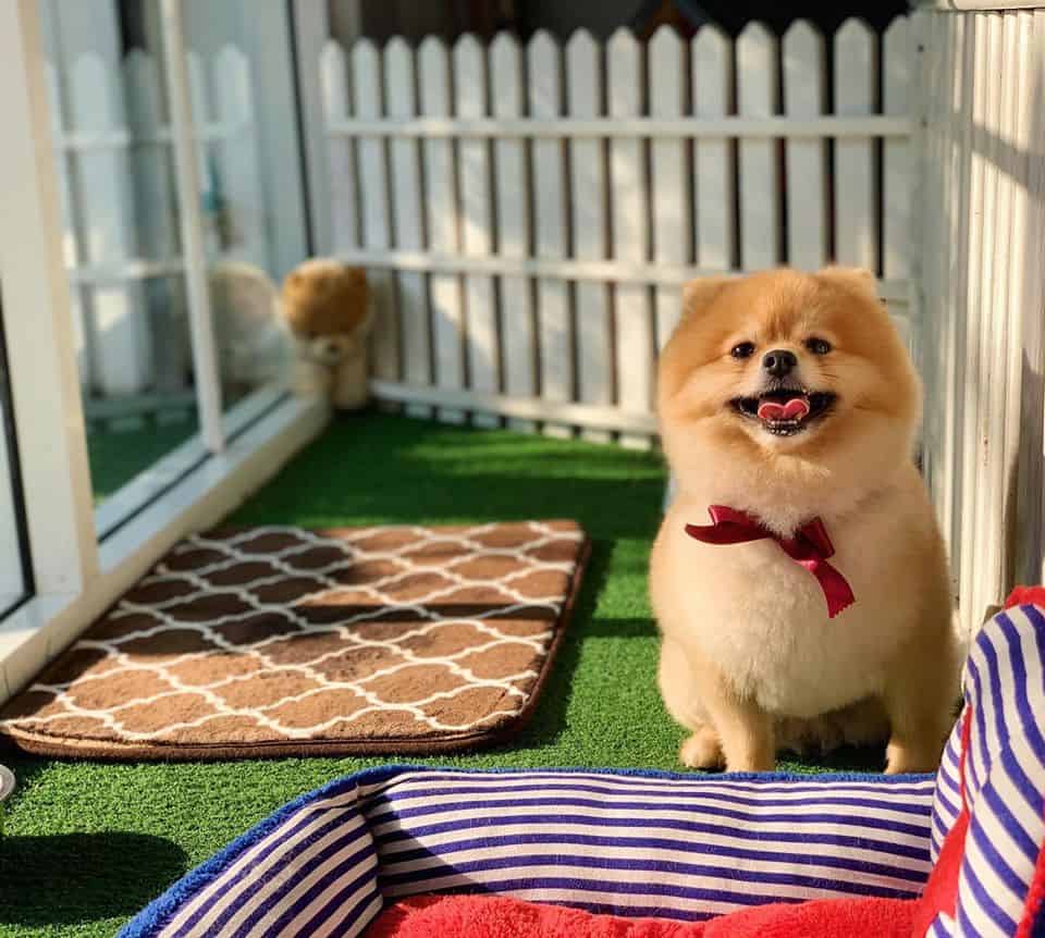 At bath (อาบน้ำตัดขนสุนัขและแมว) 8
