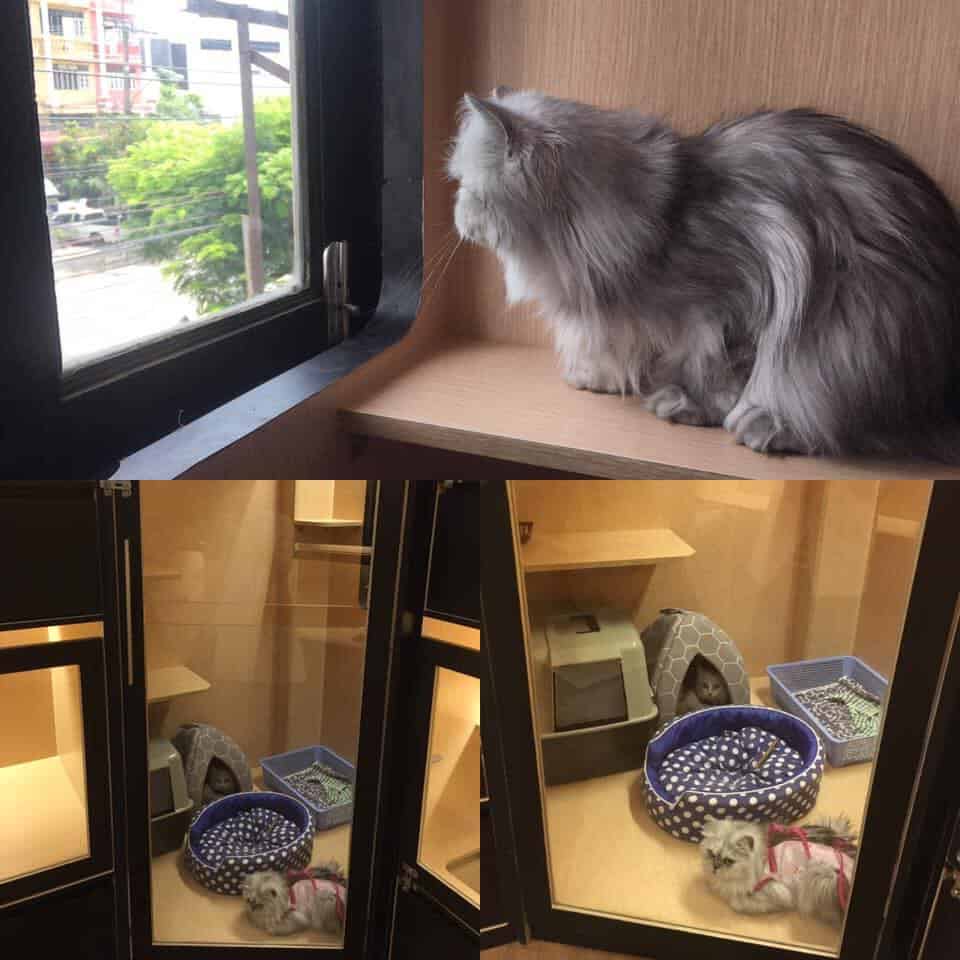 myVet Petclinic (คลีนิกรักษาสัตว์มายเว็ท) 5