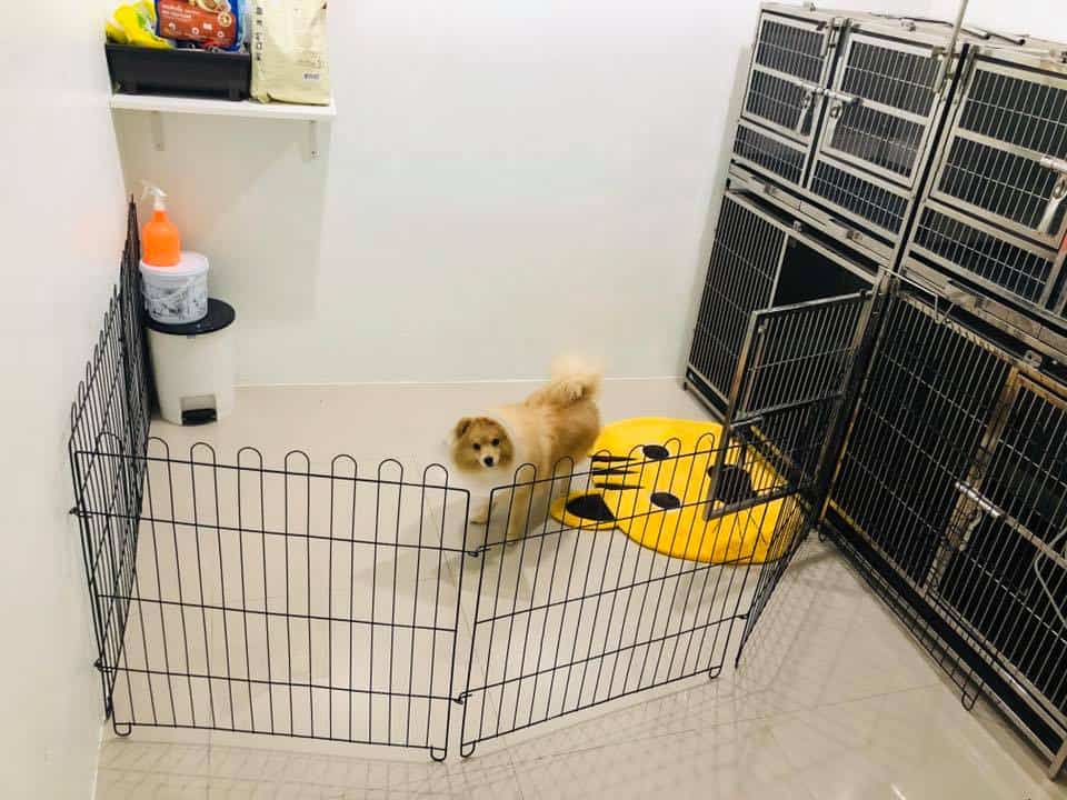 Thegarden Pet Clinic (คลินิกรักษาสัตว์ เดอะการ์เด้น) 8