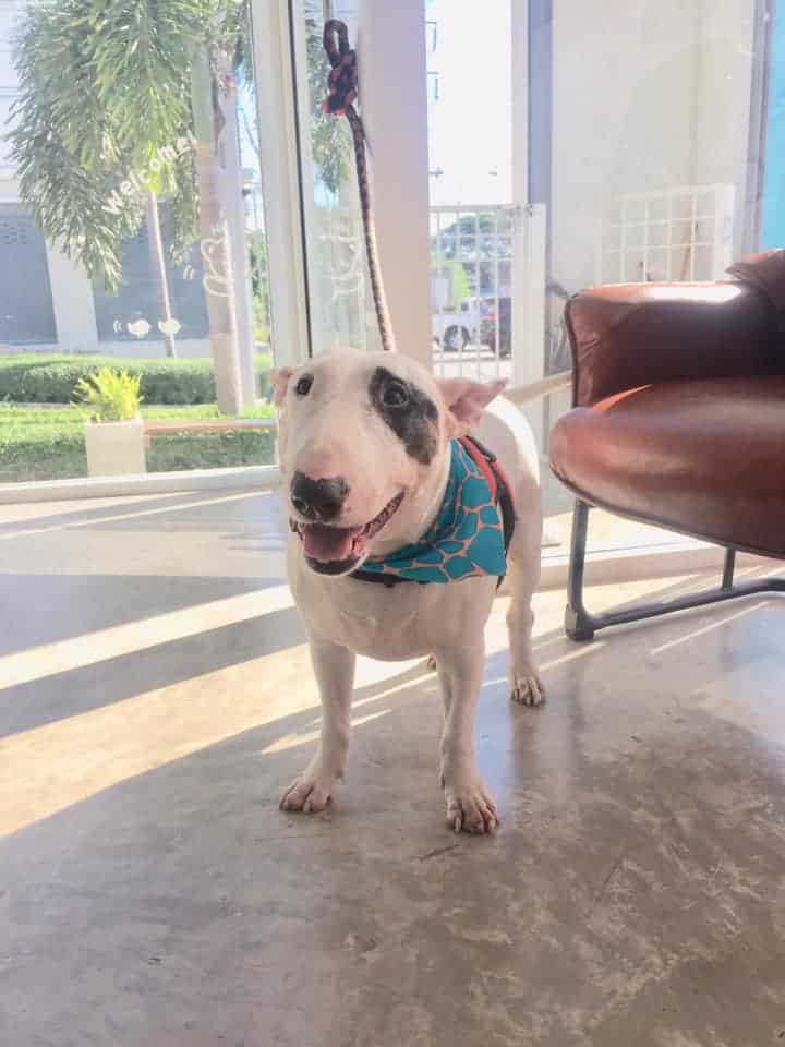 MR. DOG Corner Grooming & Spa (ปทุมธานี) 4