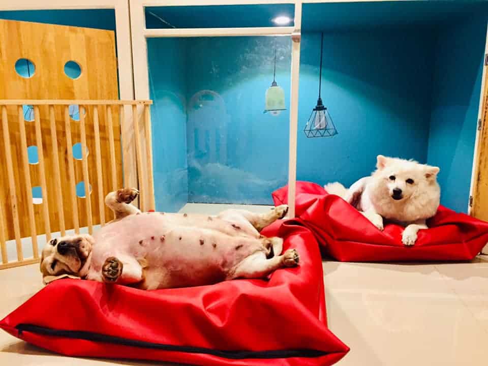 MR. DOG Corner Grooming & Spa (ปทุมธานี) 5