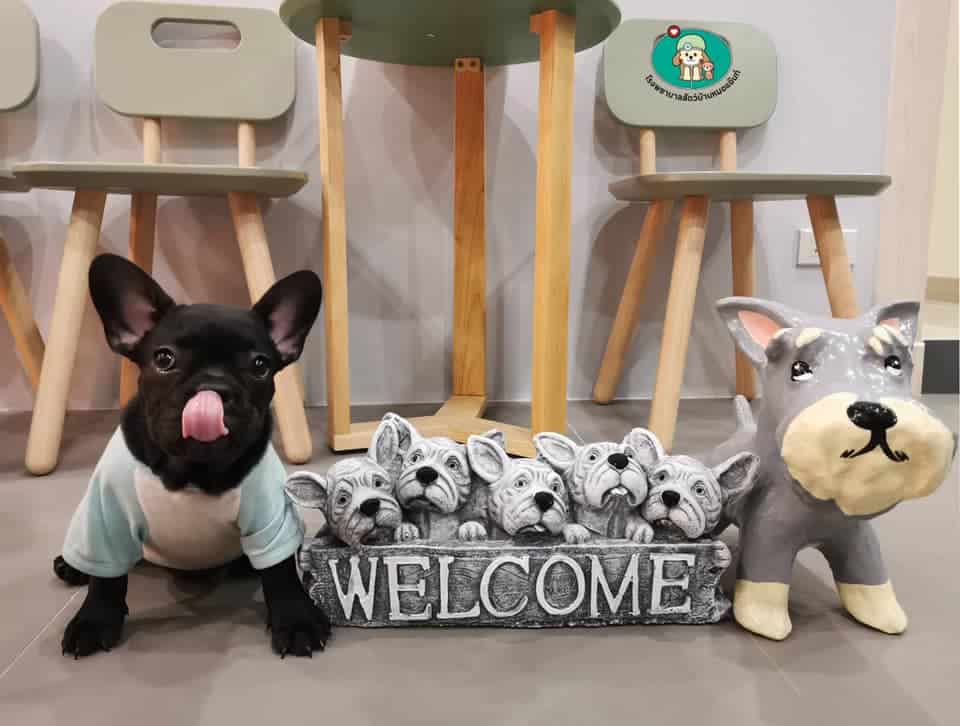 Ban Mor Ant Pet Hospital (โรงพยาบาลสัตว์บ้านหมอแอ๊นท์) 6