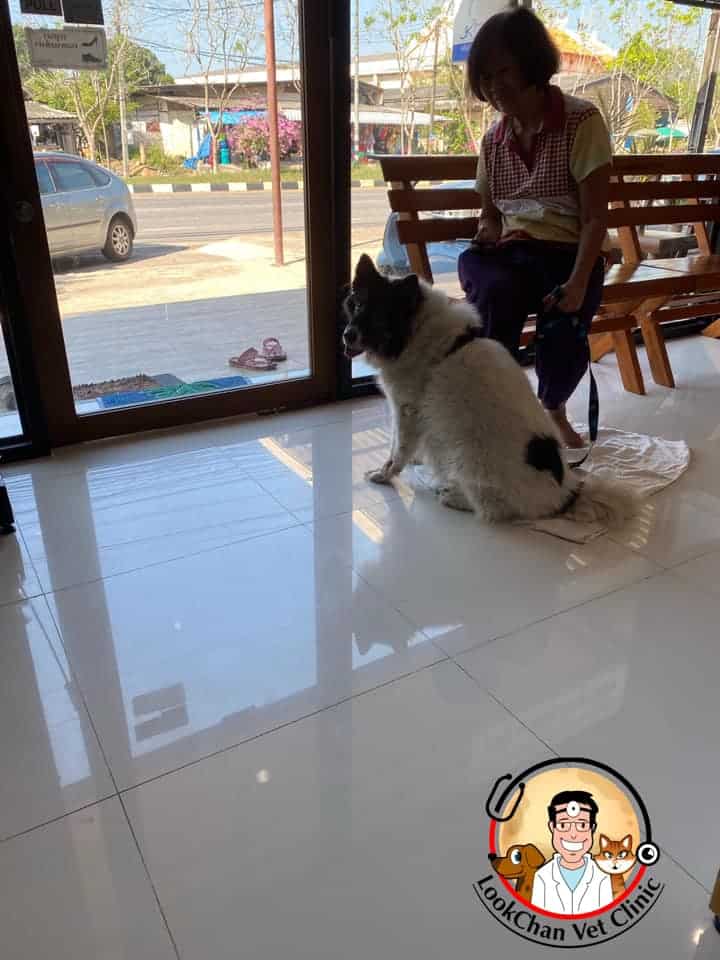 Lookchan Vetclinic (คลินิกลูกจันทร์รักษาสัตว์) 4