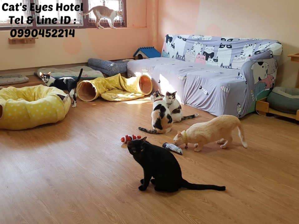 Cat's Eyes Hotel (กรุงเทพ-นนท์ 56) 1