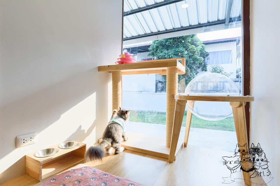 Tigercooncat Kingdom (นนทบุรี) 1