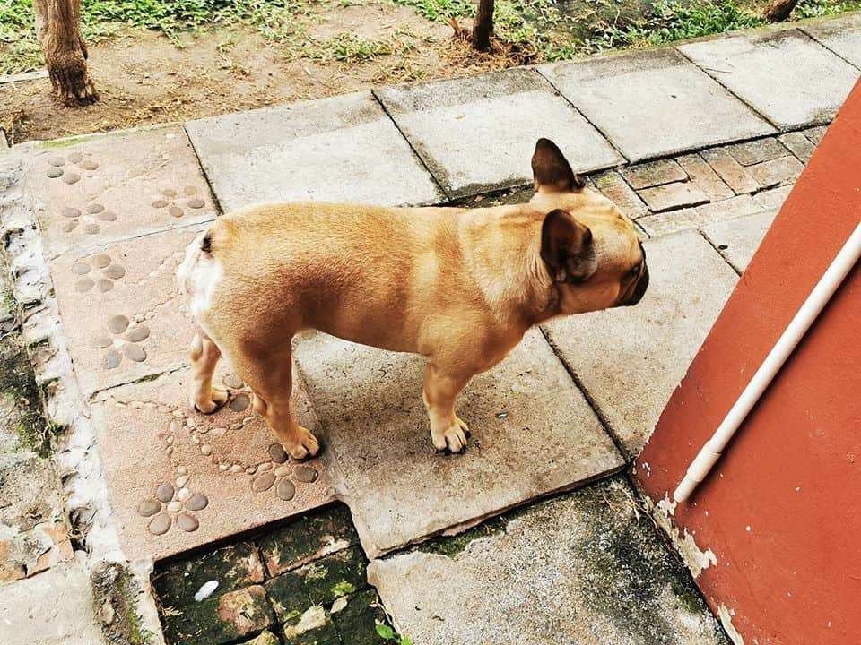 Dogzaa @ home (รับฝากเลี้ยงสุนัข) 4