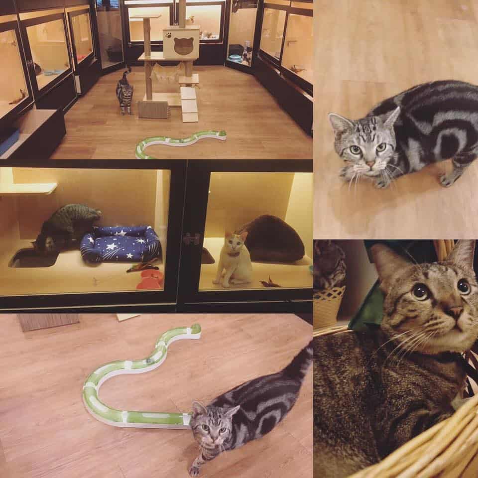 myVet Petclinic (คลีนิกรักษาสัตว์มายเว็ท) 7