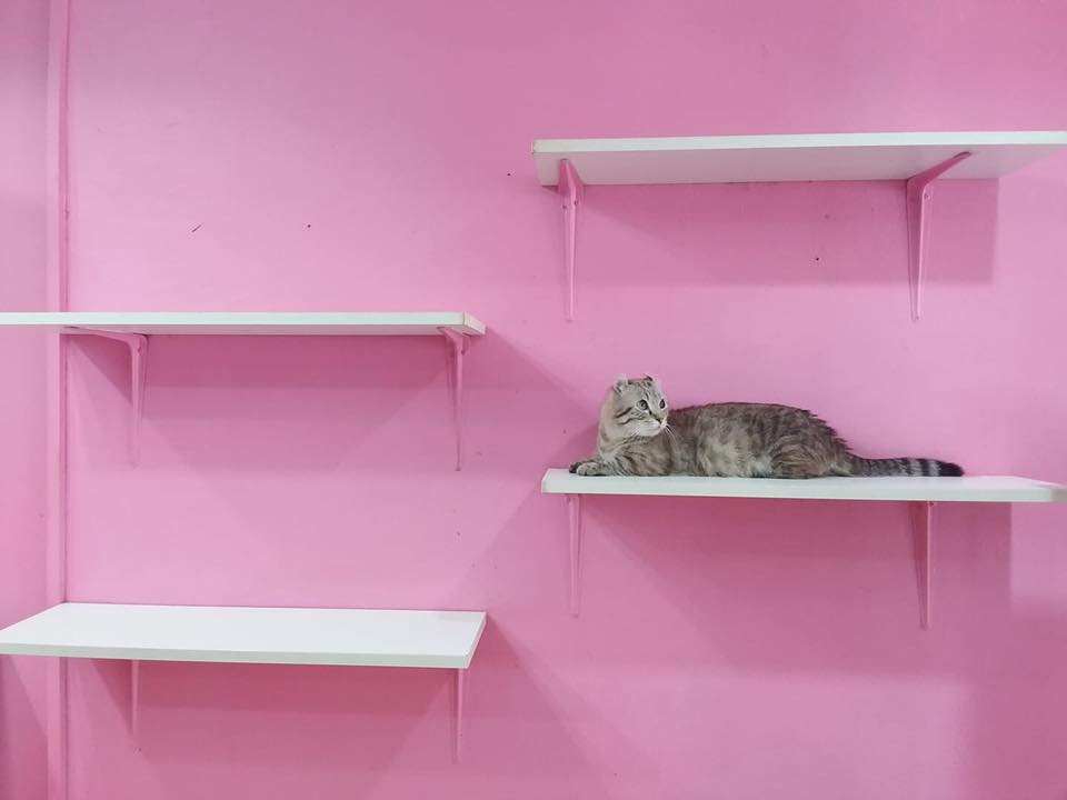Fat Cat Cafe Club (คาเฟ่แมวอ้วน) 5