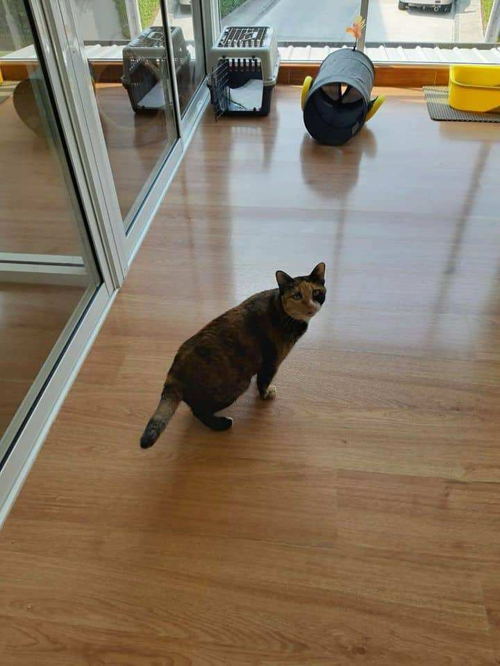 Cat-inn (พัฒนาการ 38) 5