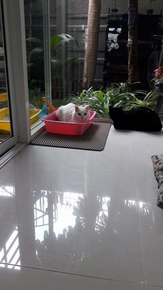 Cat-inn (พัฒนาการ 38) 6