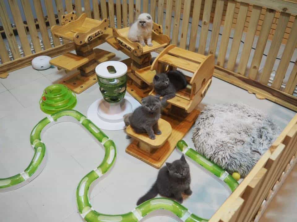Cat O Holic Thailand (สุขาภิบาล2) 5