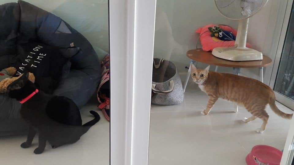 Cat-inn (พัฒนาการ 38) 7