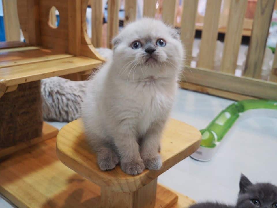 Cat O Holic Thailand (สุขาภิบาล2) 7