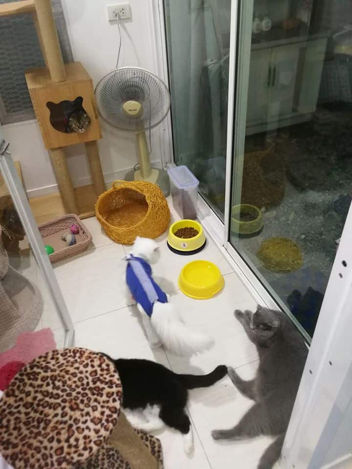 JoYu Cat Hotel (โรงแรมแมวโจยุ) 5