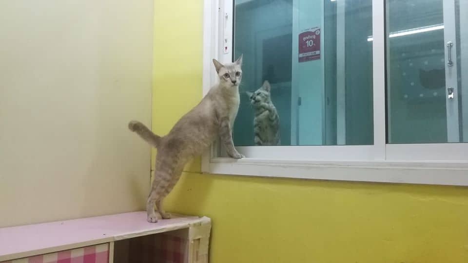 JoYu Cat Hotel (โรงแรมแมวโจยุ) 6