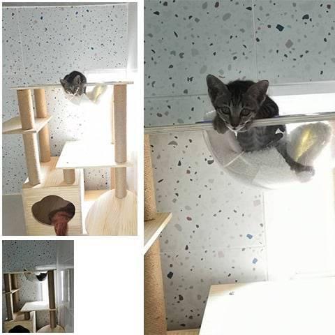 D-Dog Pet Hospital (โรงพยาบาลสัตว์ดีด็อก) 7