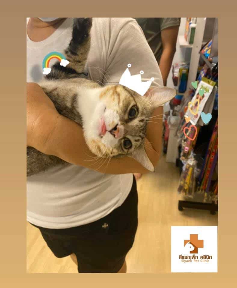 Siyaek pet clinic (สี่แยก เพ็ทคลินิก) 4