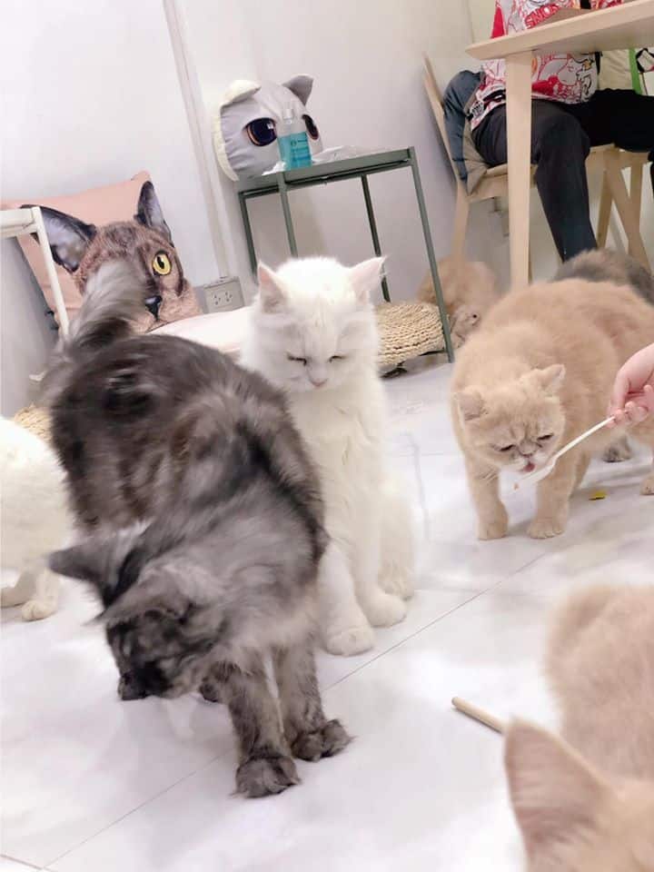 Year of The Cat Cafe (เยียร์ ออฟ เดอะ แคท คาเฟ่) 7