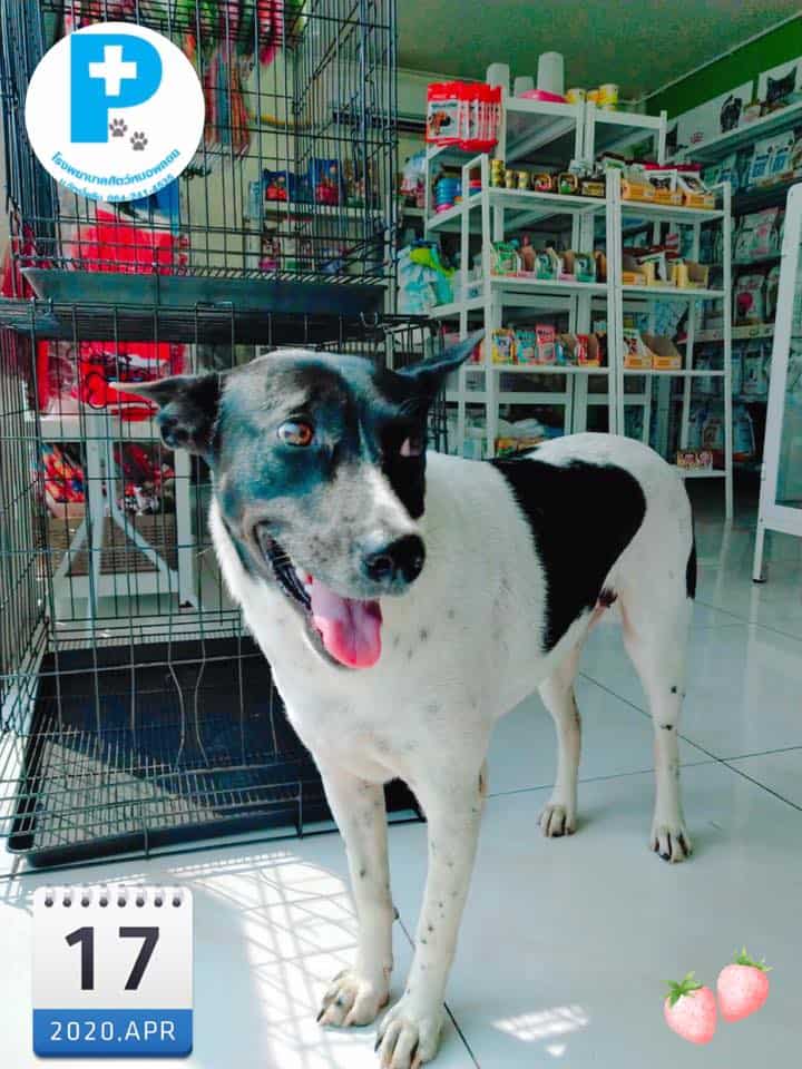 Ploy Vet (โรงพยาบาลสัตว์หมอพลอย ม.ฉัตรไพลิน) 3